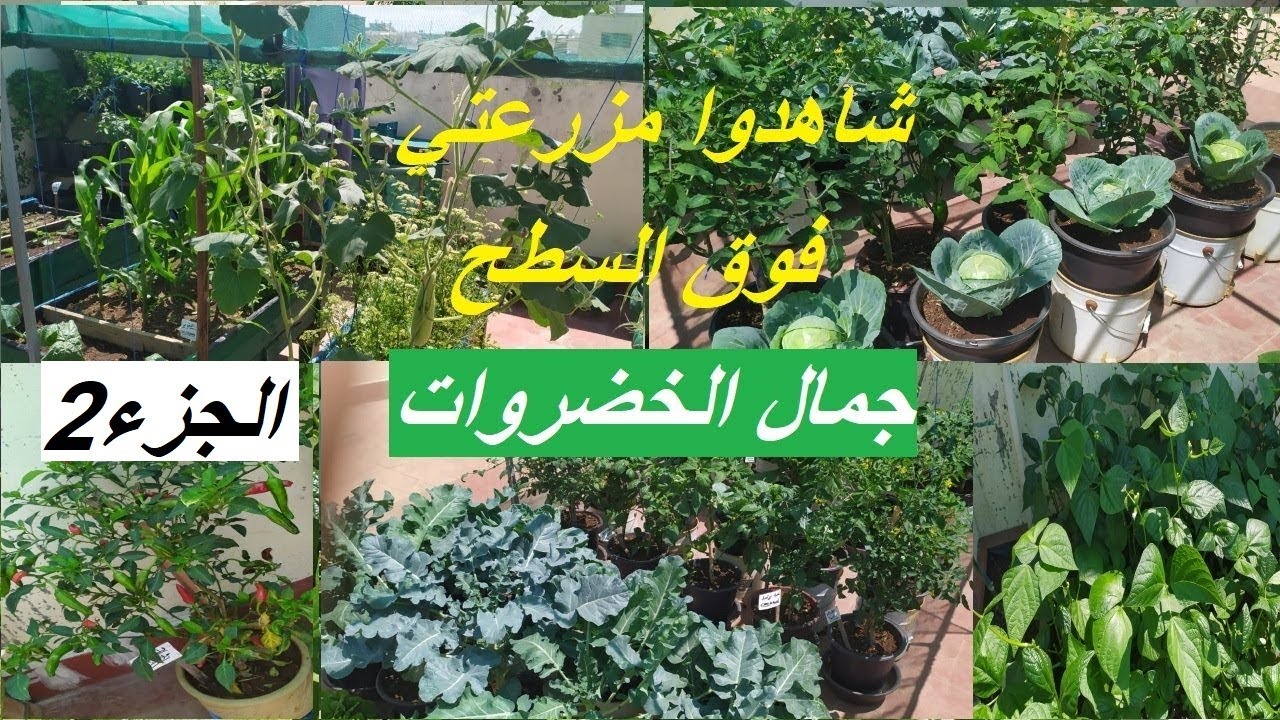 جولة في مزرعتي الصغيرة على السطح مع نهاية فصل الربيع الجزء التاني