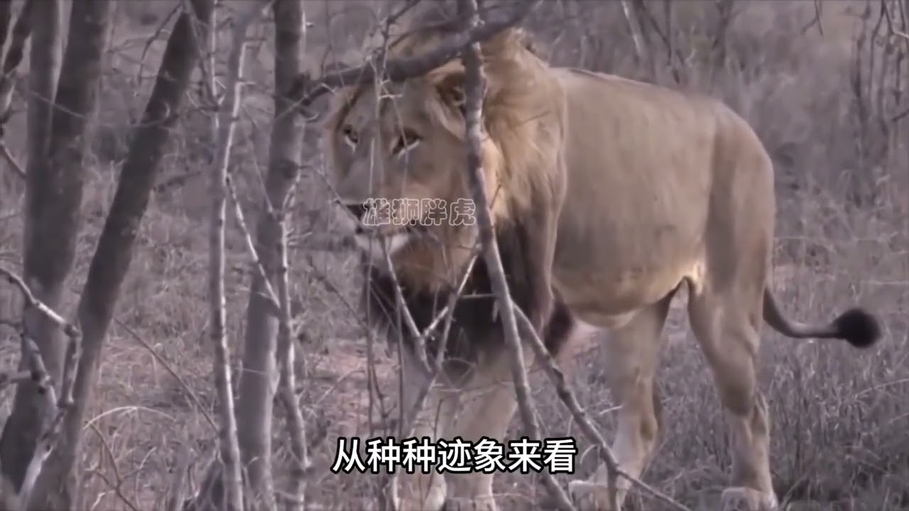 黑鬃雄狮伏击鬣狗，不料反被鬣狗咬伤，一世英名毁于一旦 