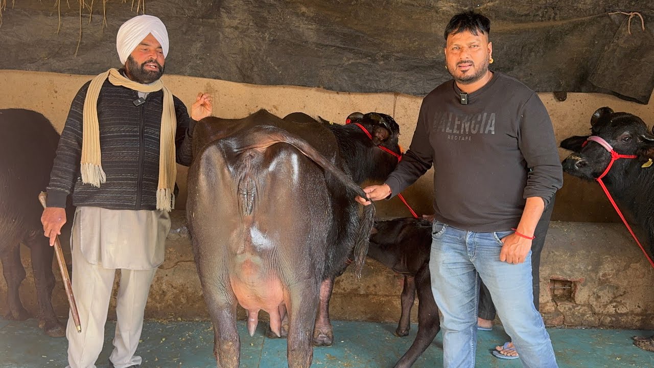 26-01-2025-ਫੋਨ 98721-16727 👈 5-6  ਝੋਟੀਆ ਵਿਕਾਊ ਸਰਵਨ ਸਿੰਘ ਰਾਜਸਥਾਨ ਦੀਆ ਝੋਟੀਆ ਵਿਕਾਊ