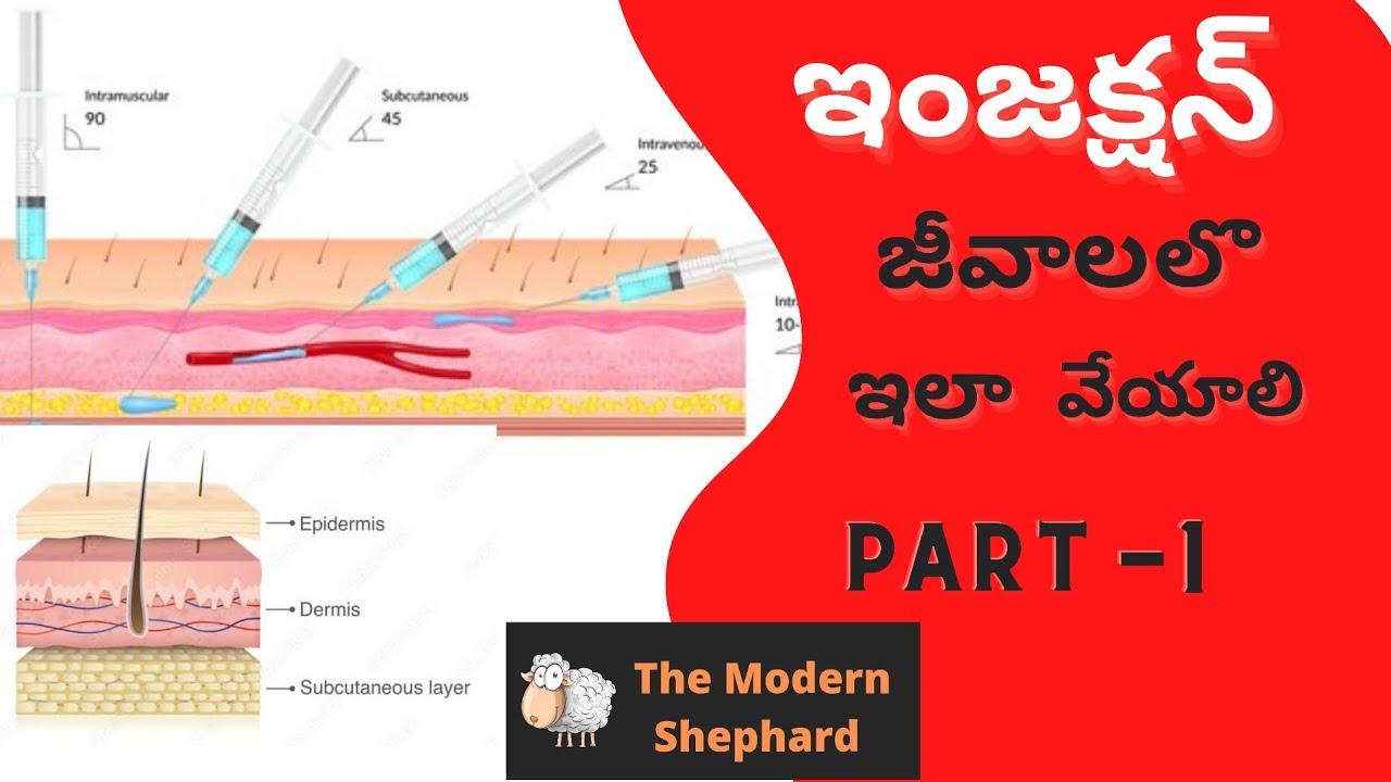 How to do injections in sheep and goat Part -1, జీవాలలో ఇంజక్షన్ ఇలా వేయాలి #sheepfarming