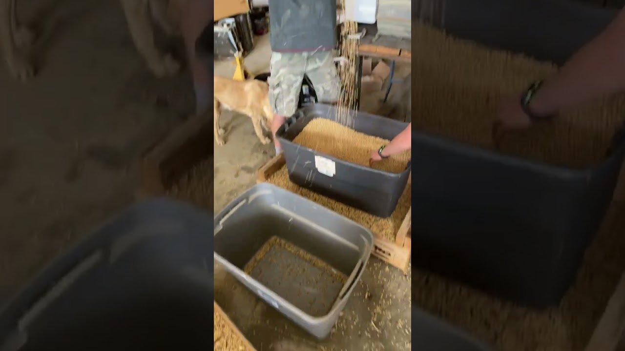 Redneck seed cleaning - too cheap to buy a real seed cleaner #farming #viral
