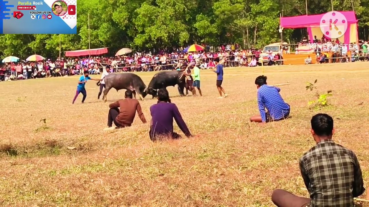 মোহনপুর আসরের ৪ নং কাড়া লড়াই || হাড্ডা হাড্ডি বাদাড় তাড়া লড়াই হে @bharat basi 