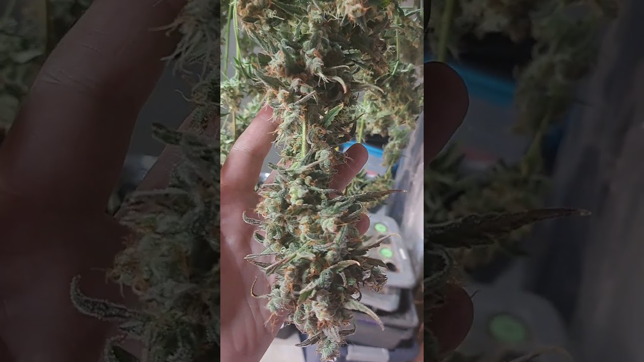 Citrus Pie by East Coast Dankness