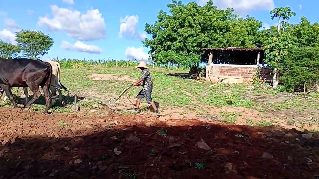 Arando terra para plantar milho 🌽🙏