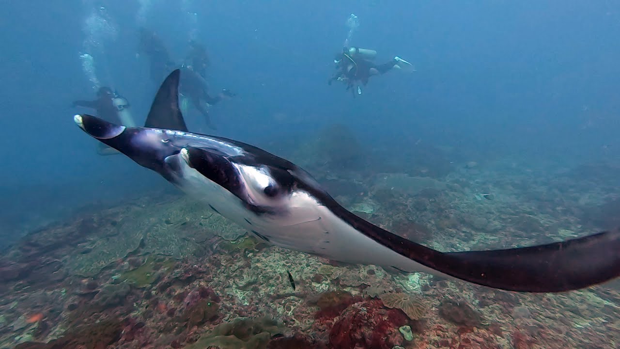 Dive Highlights from Padangbai, Bali, Indonesia