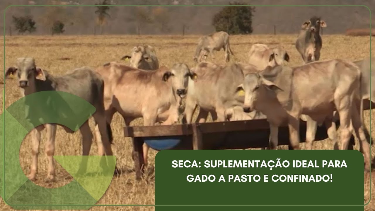 SECA: SUPLEMENTA&Ccedil;&Atilde;O IDEAL PARA GADO A PASTO E CONFINADO!