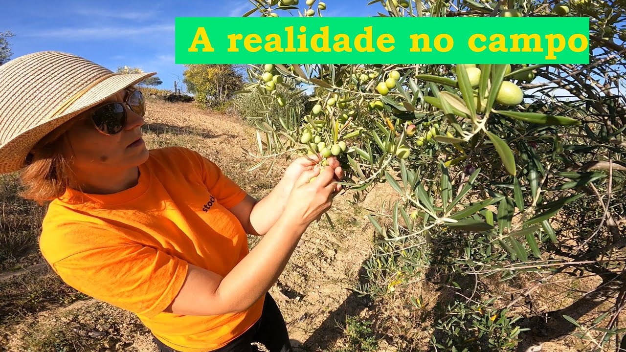 Um pequeno fruto que vale ouro