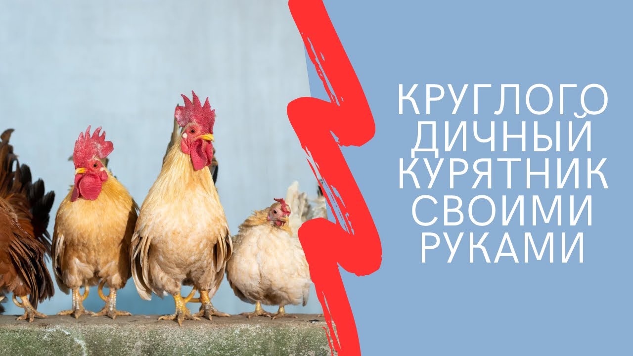 Курятник своими руками. Зимний курятник. Умный курятник на 10 курочек
