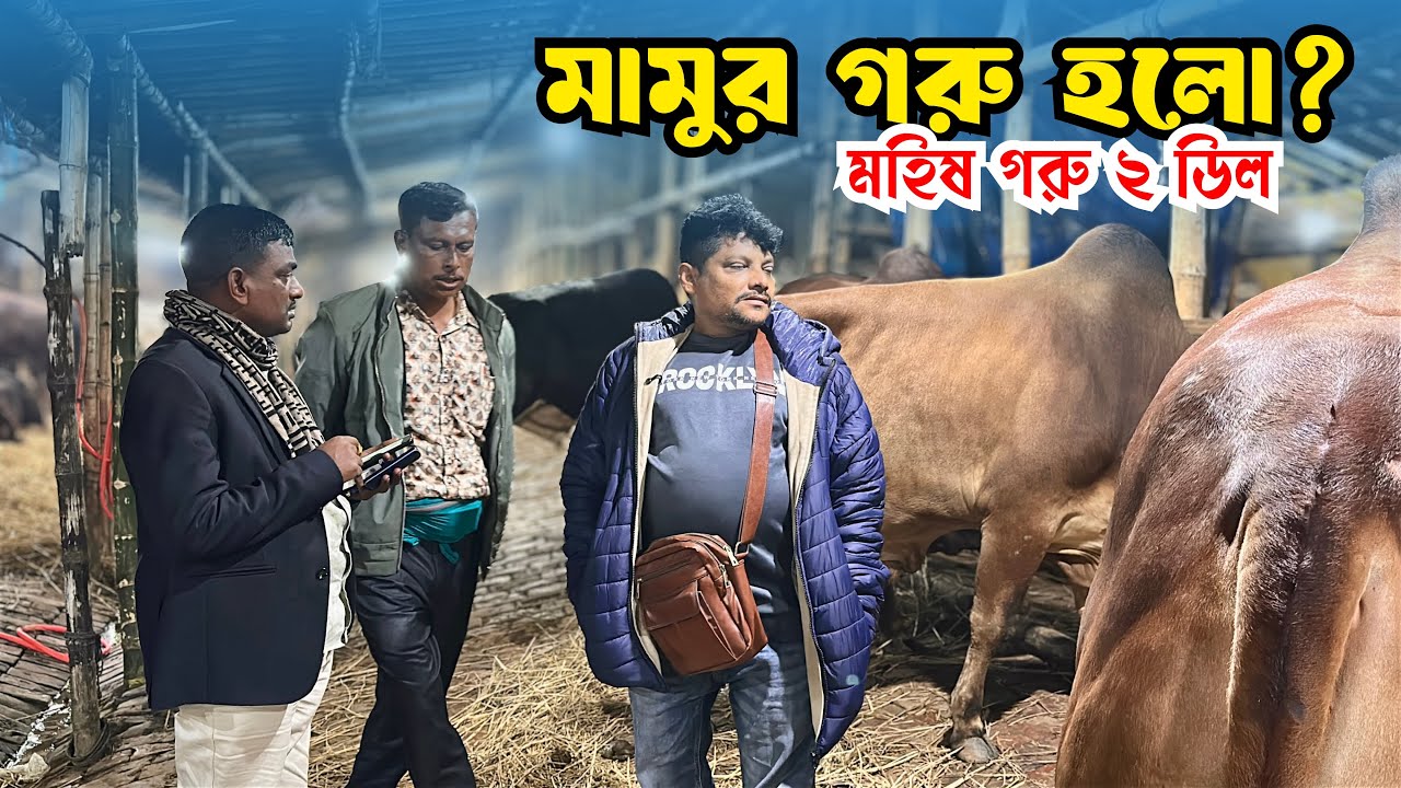 গাবতলী হাটে মহিষ–গরু এক রাতেই কেনা 🔥 | ২.১২ লাখের মহিষ, ১.৬৪ লাখের দেশি ষাঁড় | Akram Vai