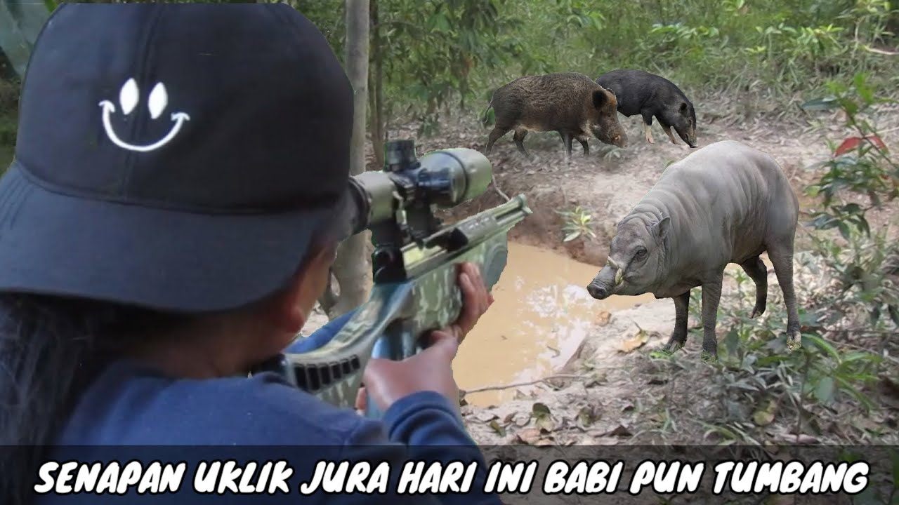 TEMBAK BABI JUMBO GANAS DI KEBUN KARET TES POWER UKLIK DI KEPALA BABI(hunting full wild boar)