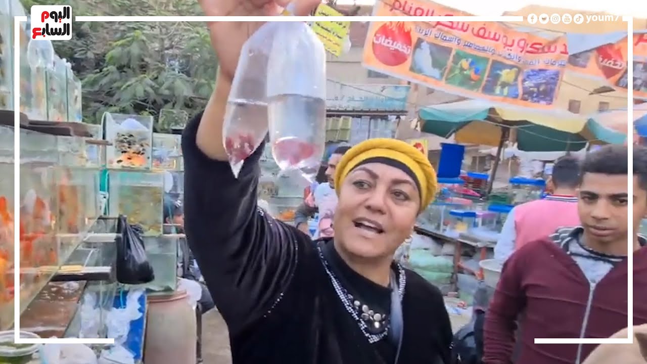 حنان كينج فيش   ملكة بيع السمك في سوق الجمعة
