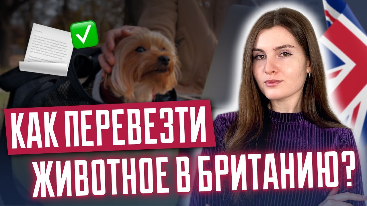 Как перевезти животное в Британию? Переехать с собакой или котом в Англию