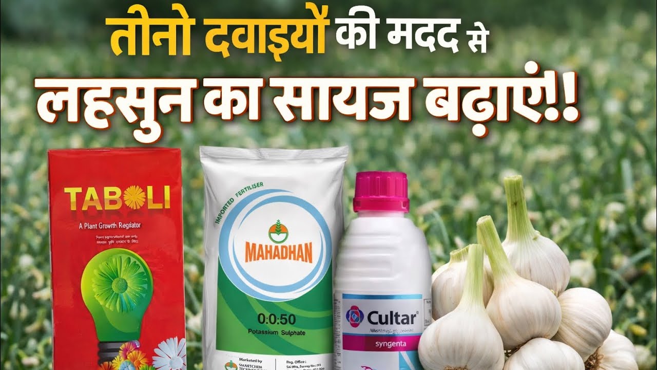 सिर्फ 3 दवाइयों से लहसुन बनेगा मोटा और भारी 💪 पूरी जानकारी! #lahsun #garlic #farming 