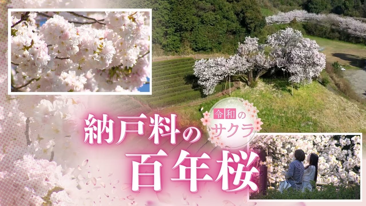 茶畑とのコントラストが美しい一本桜「納戸料の百年桜」　バイパス開通で注目集まる　佐賀県嬉野市