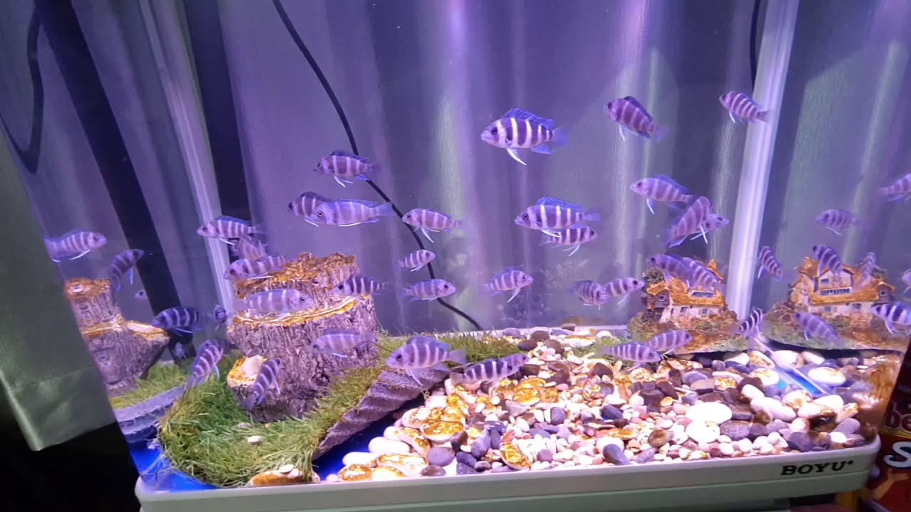 Review IKAN FRONTOSA BLUE ZAIRE MOBA PELIHARA 3 BULAN