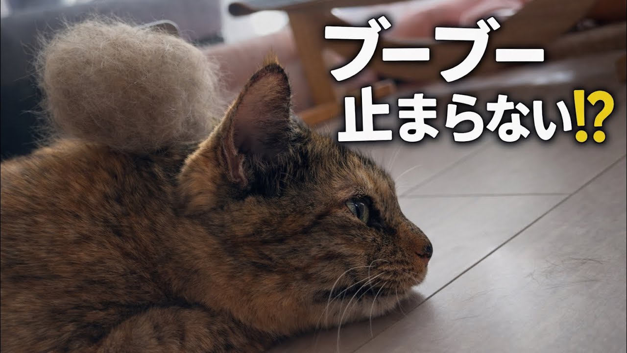 ゴロゴロが止まらないサビ猫｜朝の癒し (Tortoiseshell Cat Purring ASMR)