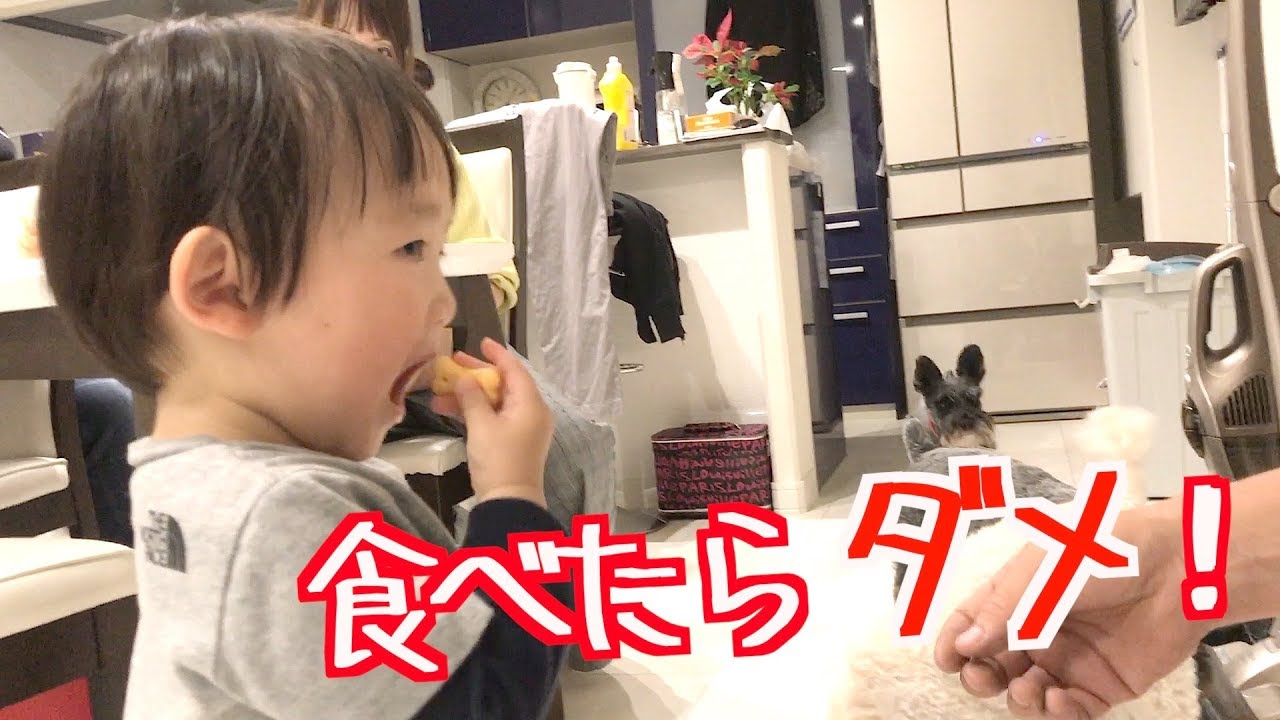 せっかく泣きやんだのにワンワンのおやつを食べれなくて泣くかなたくん♡【ココロマン普段の様子】