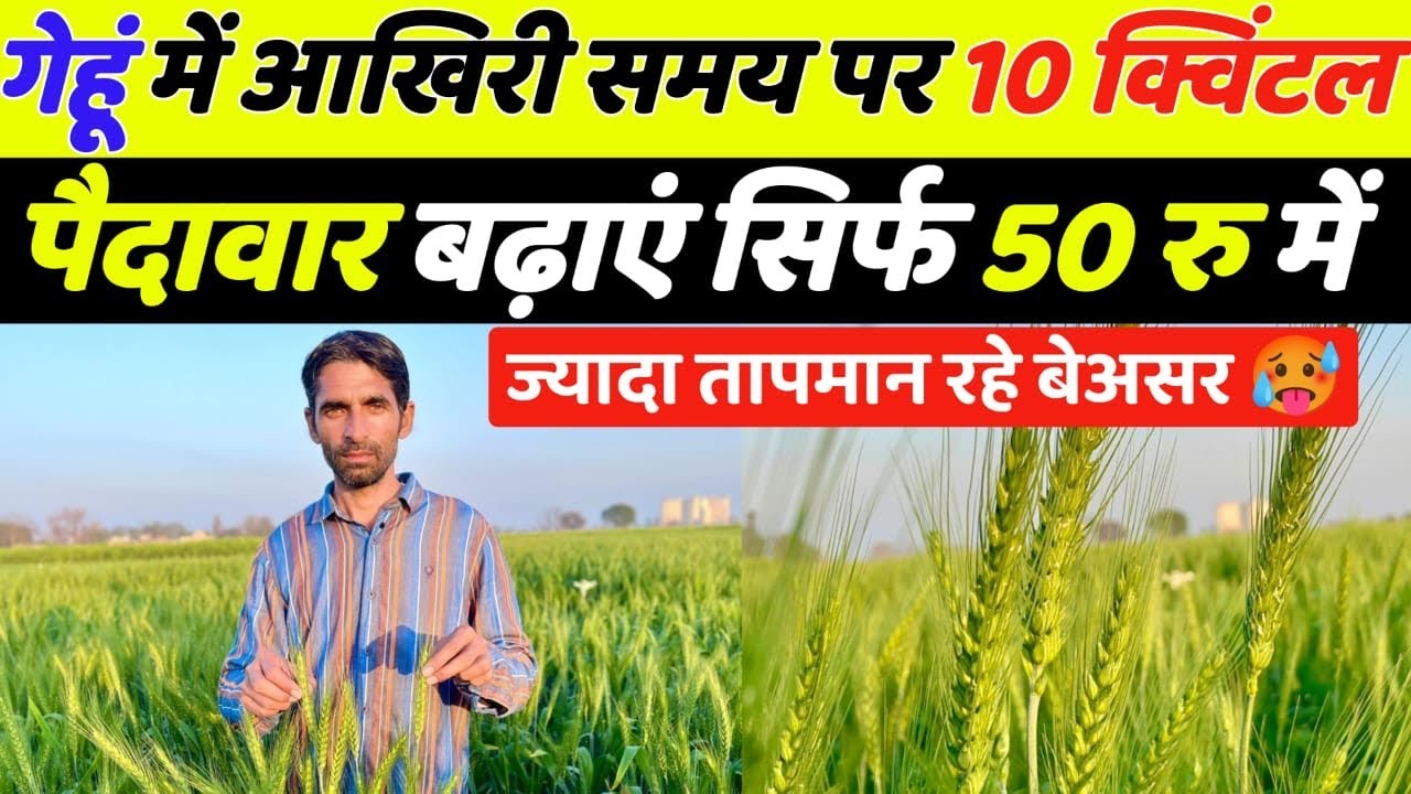 गेहूँ में आख़िरी समय पर 10 क्विंटल पैदावार बढ़ाये  | Gehu Ki Kheti | Gehu Mein Last Pani | Gehun
