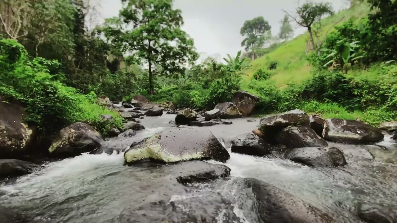 Immerse Yourself in Gentle Forest Creek Sounds for Study Ambience