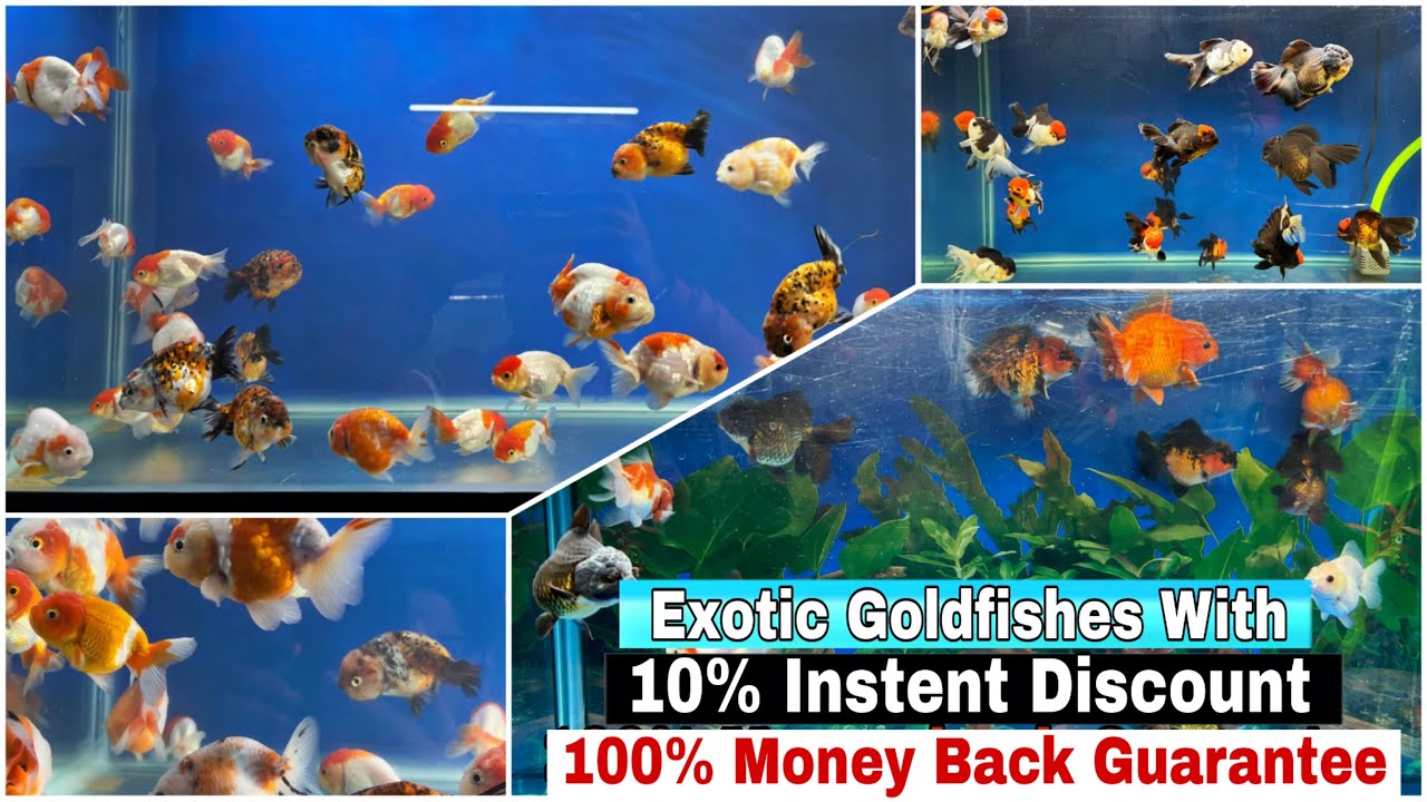 Exotic Goldfishes At Arish Aqua World Delhi | High Quality Imported Goldfishes How To Care Goldfish