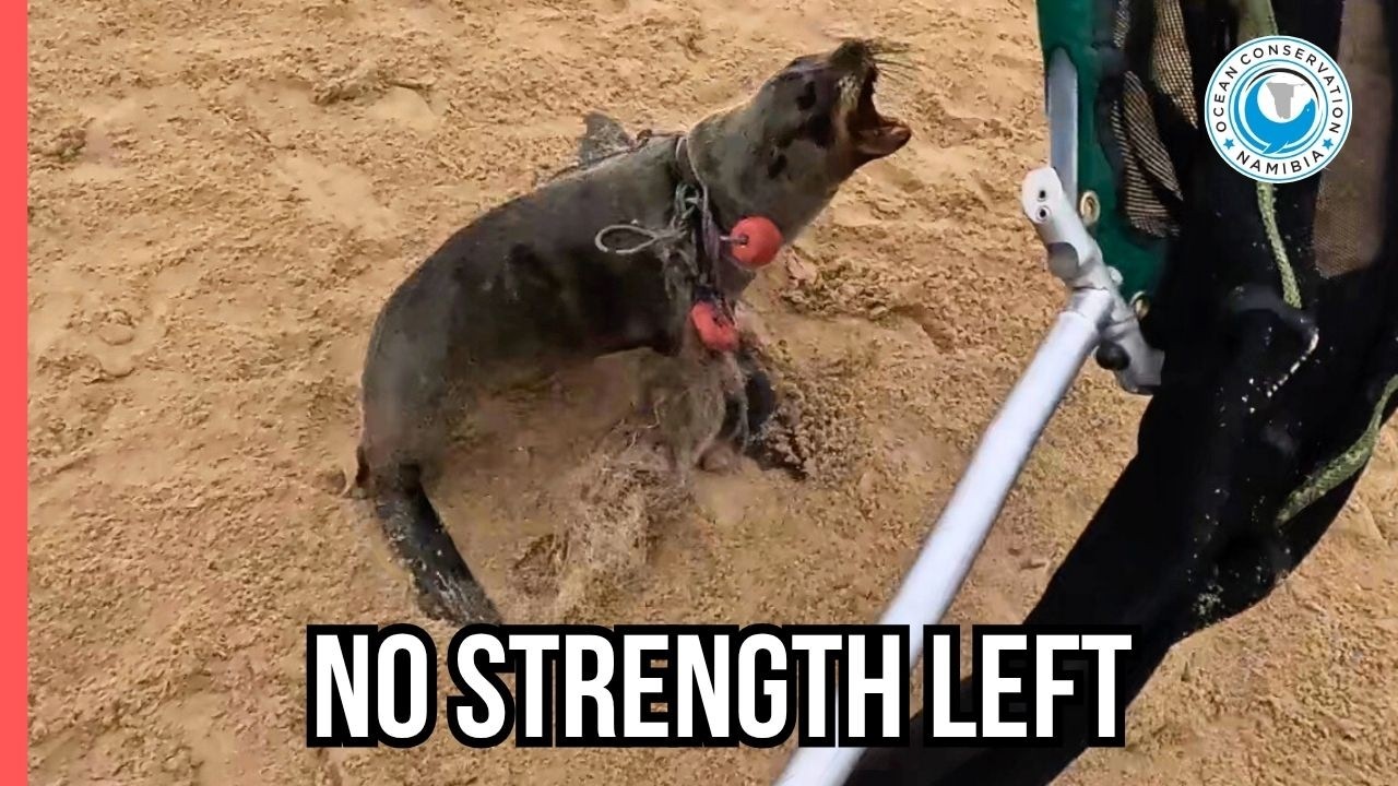 This Seal Knew He Couldn’t Escape