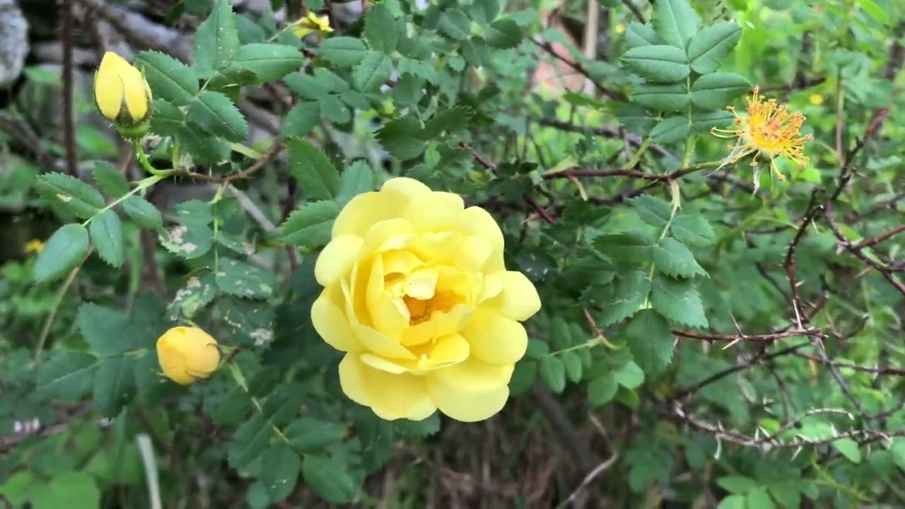 June in Tasha&rsquo;s Garden 2022