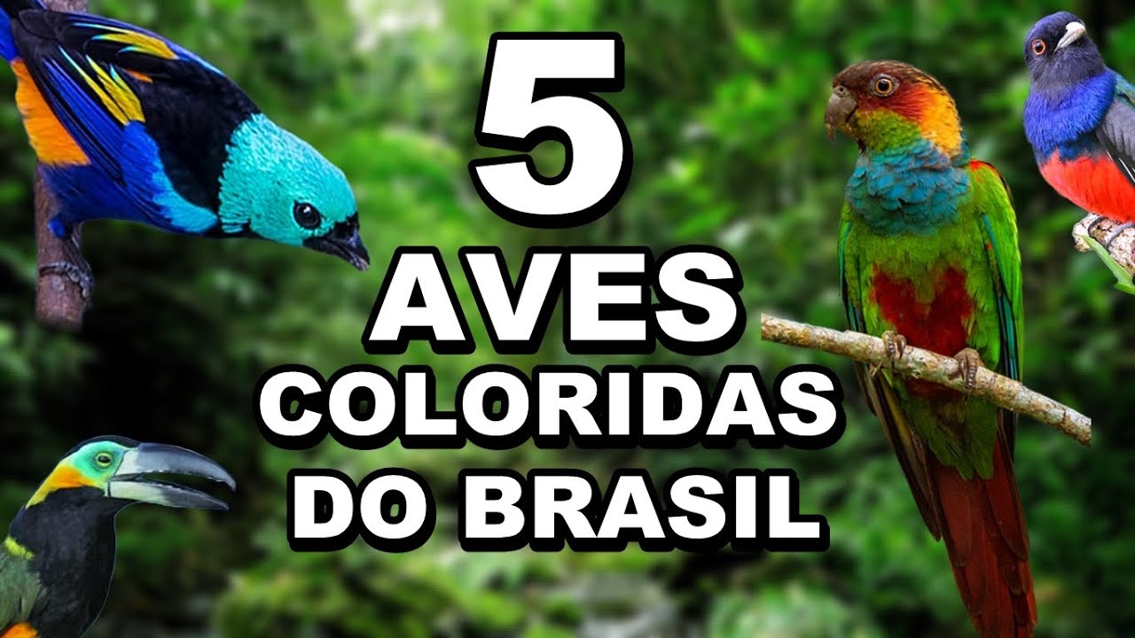 5 Aves Coloridas do Brasil