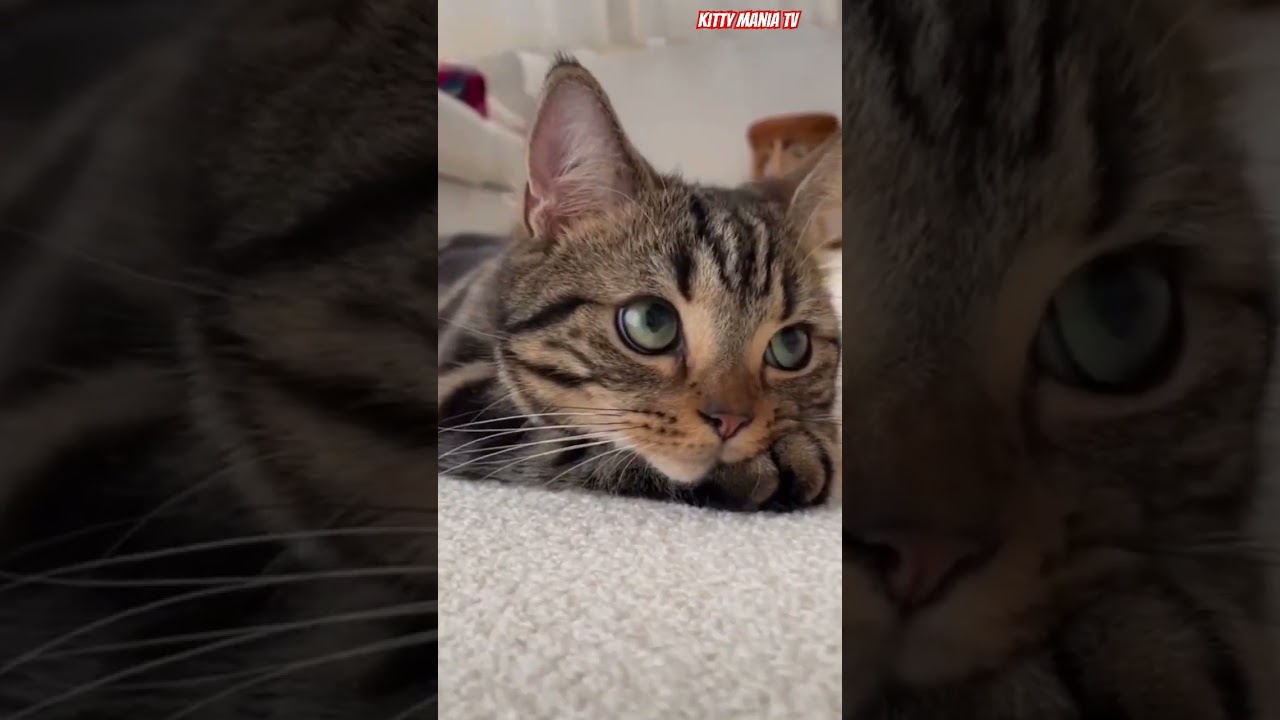 Sweet kitty