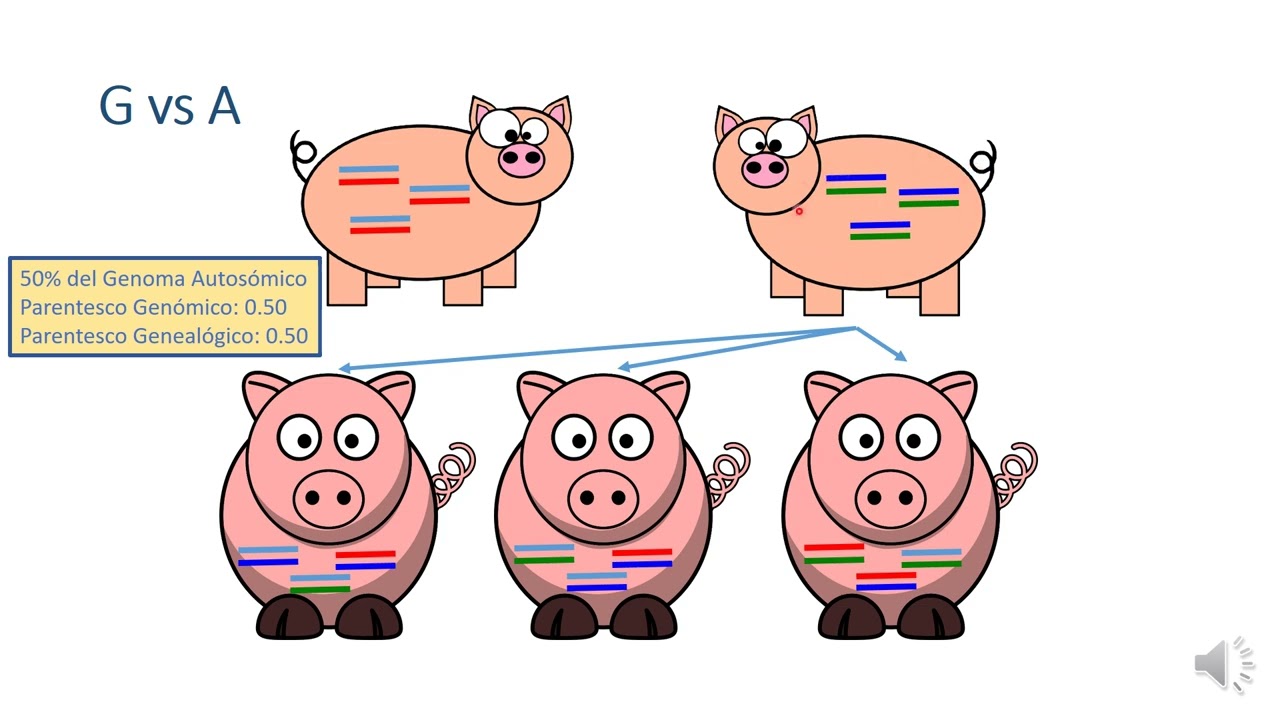 34  GBLUP