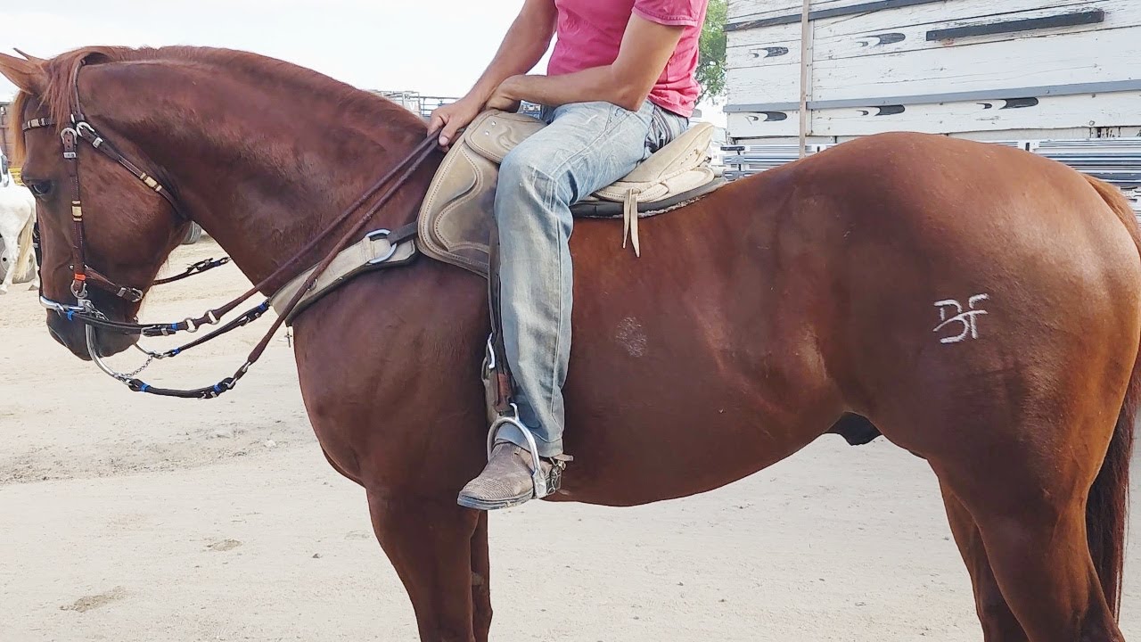 FEIRA DE CAVALOS EM CACHOEIRINHA-PE   08-02-2024 #nordeste