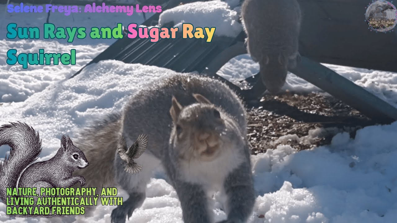 Sun Rays and Sugar Ray Squirrel