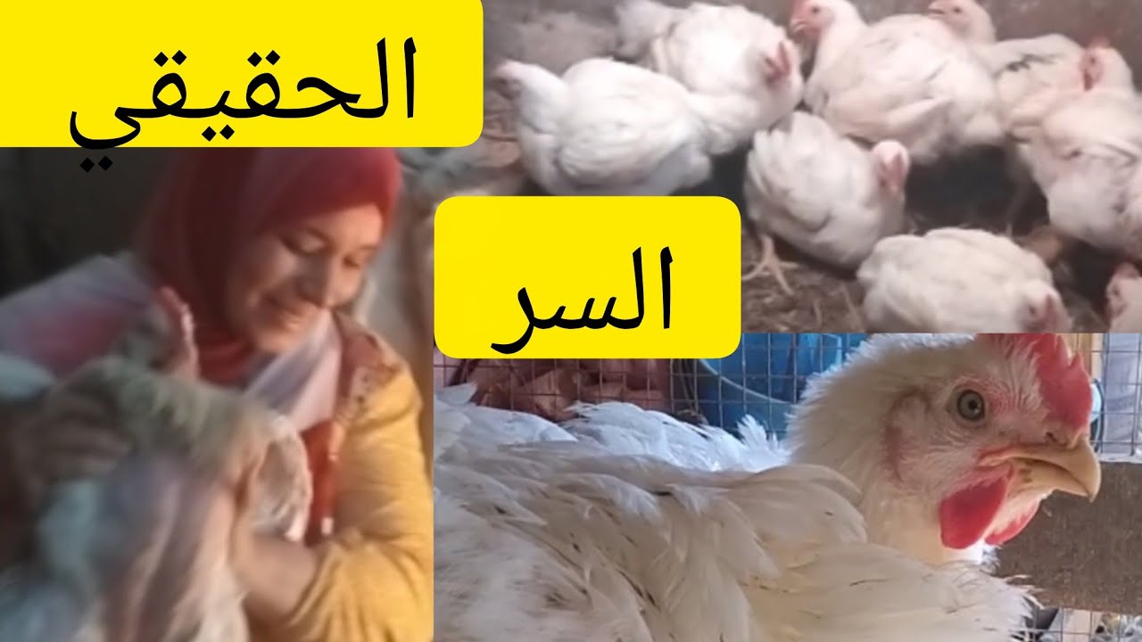#حصري للمبتدئين #اقسم بالله فراخك 💥هتوصل خمسه كيلو💯بدون ادويه ولا خلطات لو عملتي السر الحقيقي دا👌
