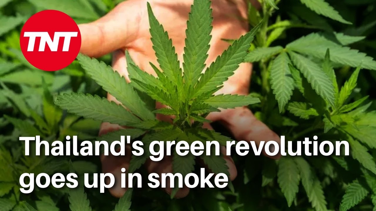 7,000+ cannabis shops closed in Thailand last year, more to come