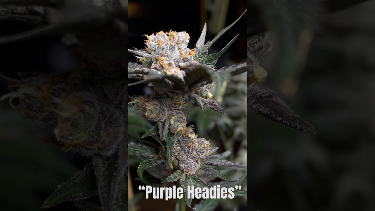 🔥🔥🔥 &ldquo;Purple Headies&rdquo; and some new @OfficialRedman 🔥🔥🔥