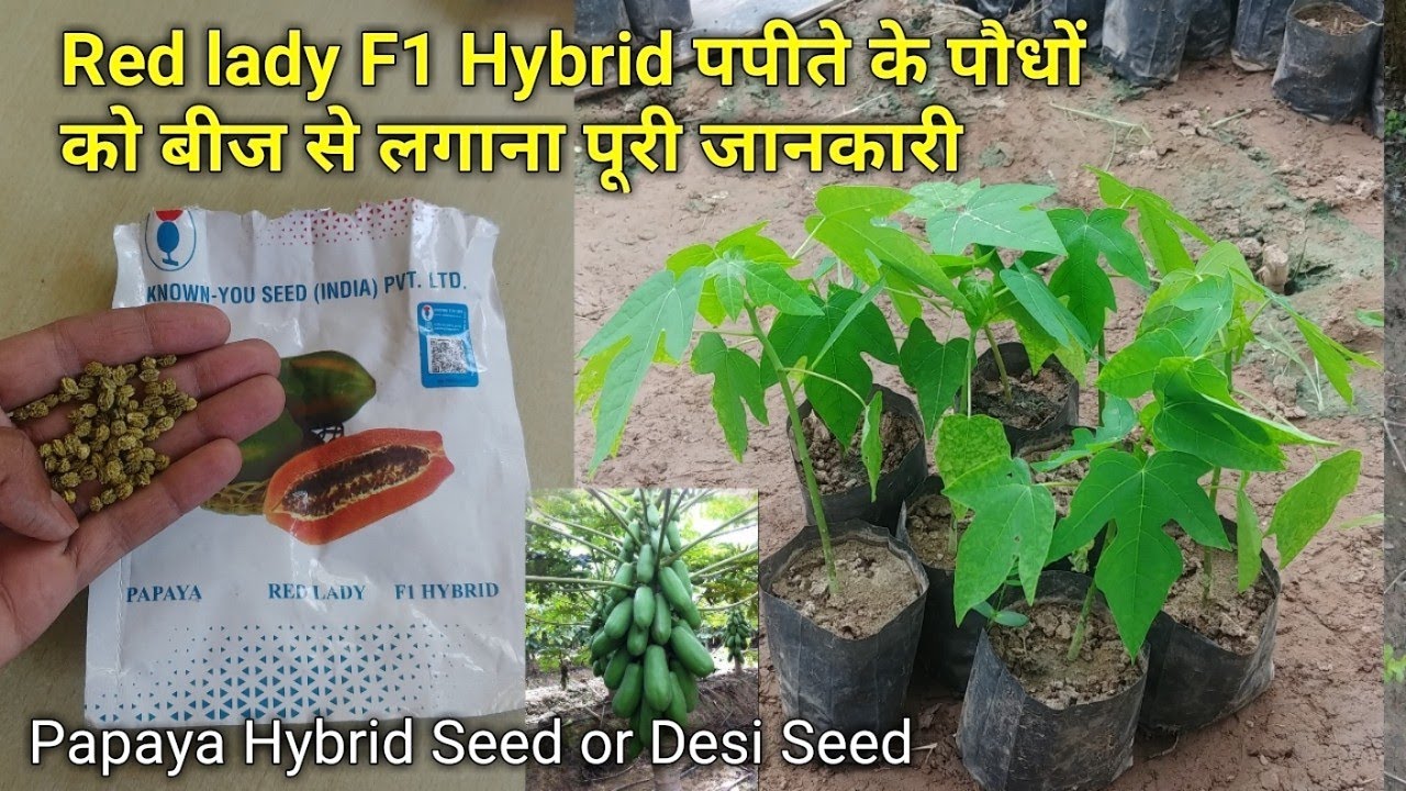 हाइब्रिड पपीते के पौधों को बीज से लगाना पूरी जानकारी | Grow hybrid red lady papaya from seed