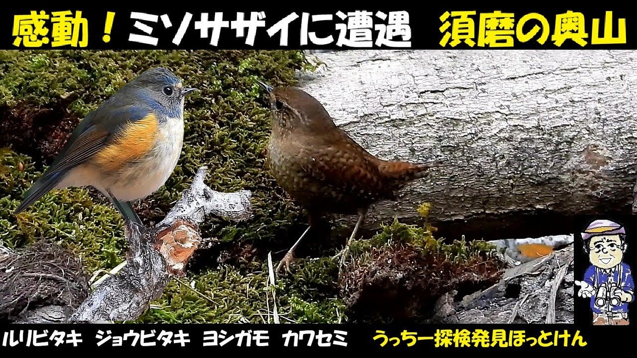 感動！神戸のお山でメジロガモ、ミソサザイ、ルリビタキ！美しい山と池の景色にうっとり。ヨシガモ、ヒドリガモ、ホシハジロ、アオジ、ジョウビタキなど。野鳥観察、うっちー探検発見ほっとけん