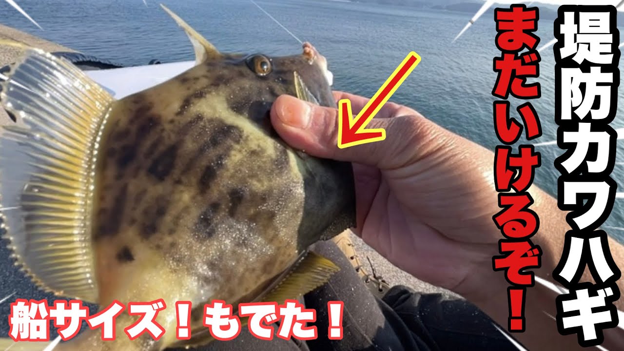【堤防カワハギ】ポンを超える最強寄せエサでまだ狙える！【紀北】【和歌山】