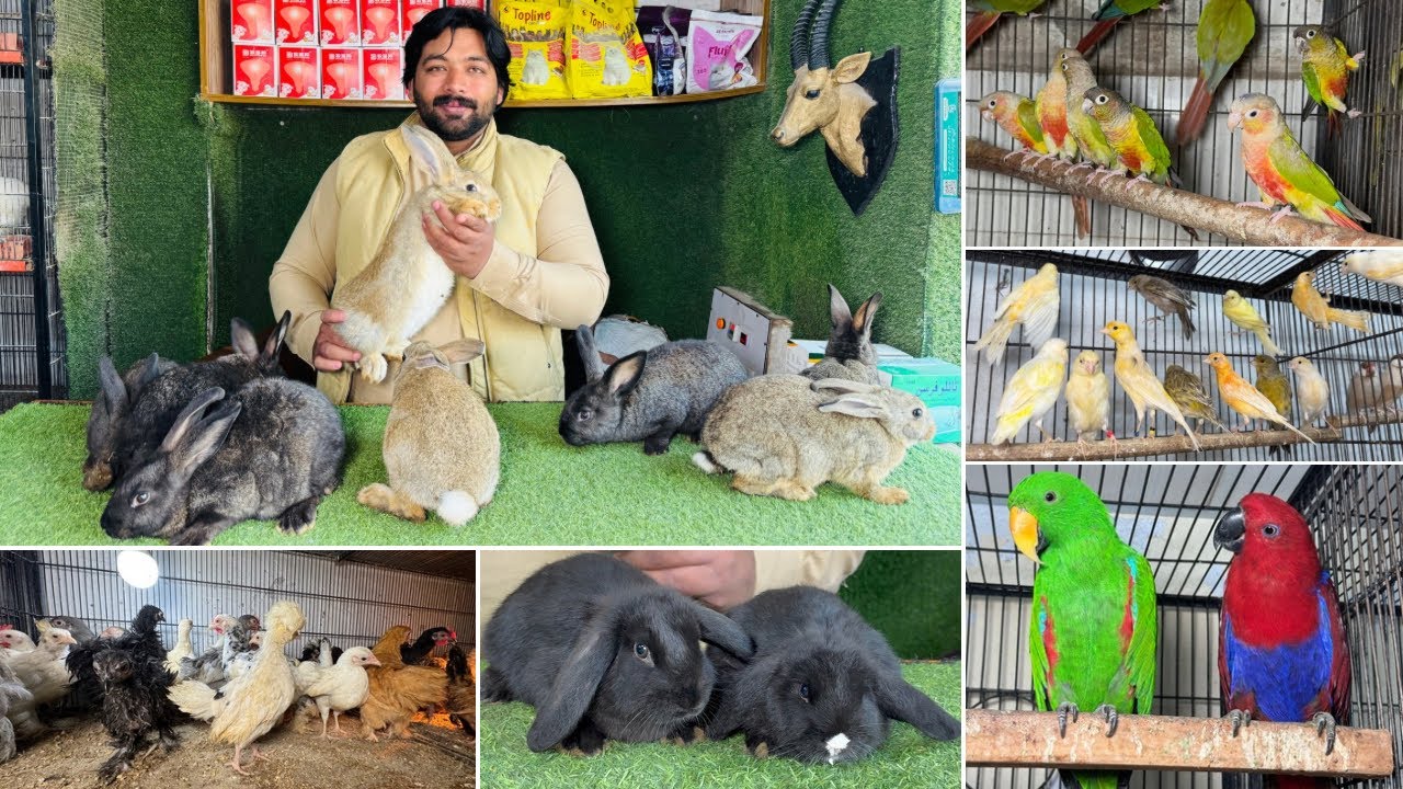 Multan Birds Market Rashadabad Birds Home Shop Latest Update 12 January 2026 |Pakistan Birds Market