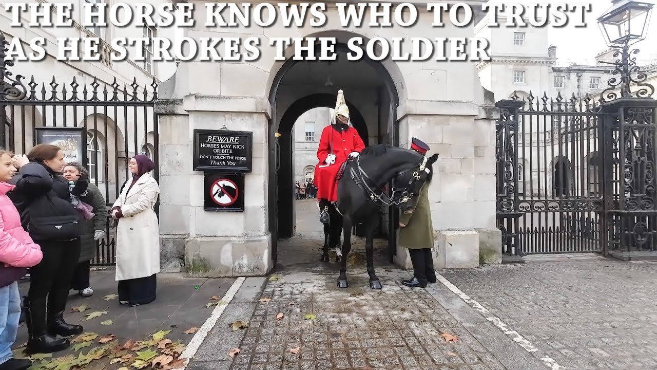 HORSE GUARDS The horse shows love to the soldier and tourists step in the box  #horselove #horse