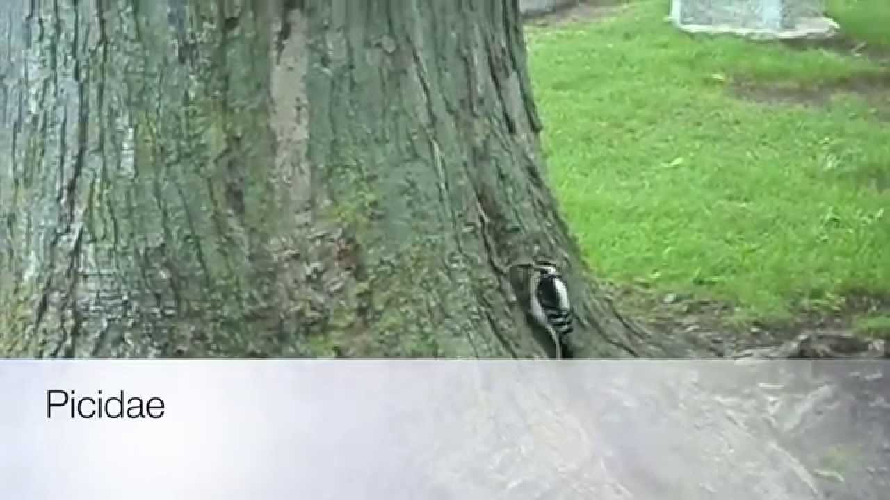 Cute Picidae at work!