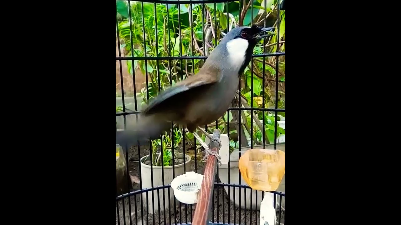 chim khướu h&oacute;t m&uacute;a cực hay đảo giọng li&ecirc;n tục