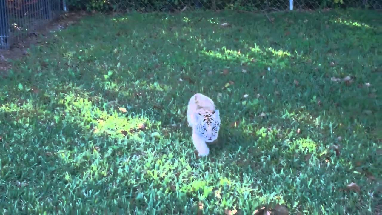 Cute Tiger Cub exploring, playing & talking