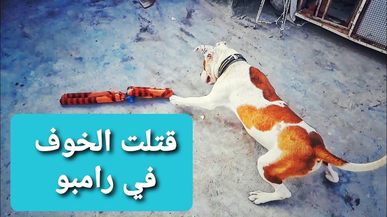 تعمل ايه لو كلبك بيخاف من كل حاجه