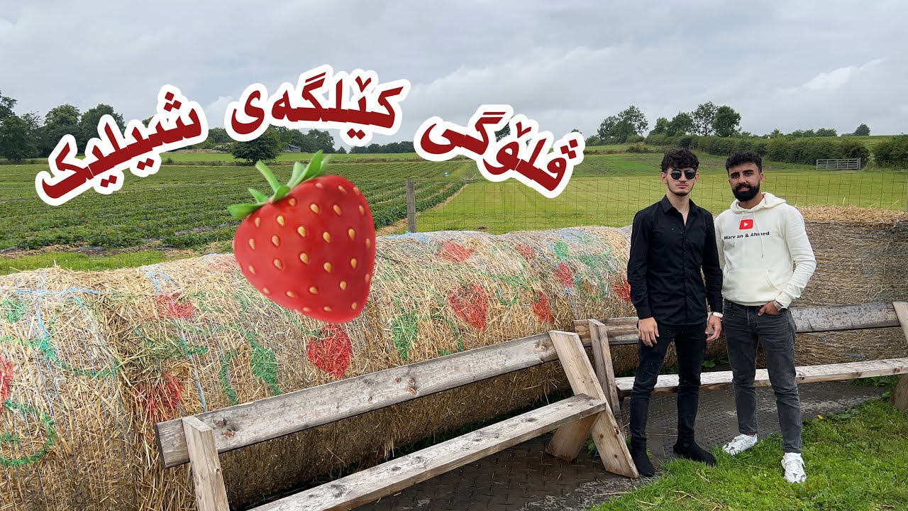 Kurdish Vlog - ڤلۆگی کێلگەی شیلیک لە بەریتانیا - Strawberry Farm UK