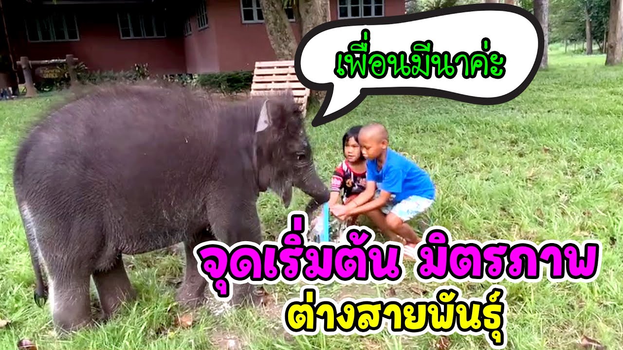 เมื่อ ด.เด็ก กับ ช.ช้าง มาเจอกัน ความน่ารักและความสดใสเริ่มต้นขึ้น ความสุขยัยหนูมีนา