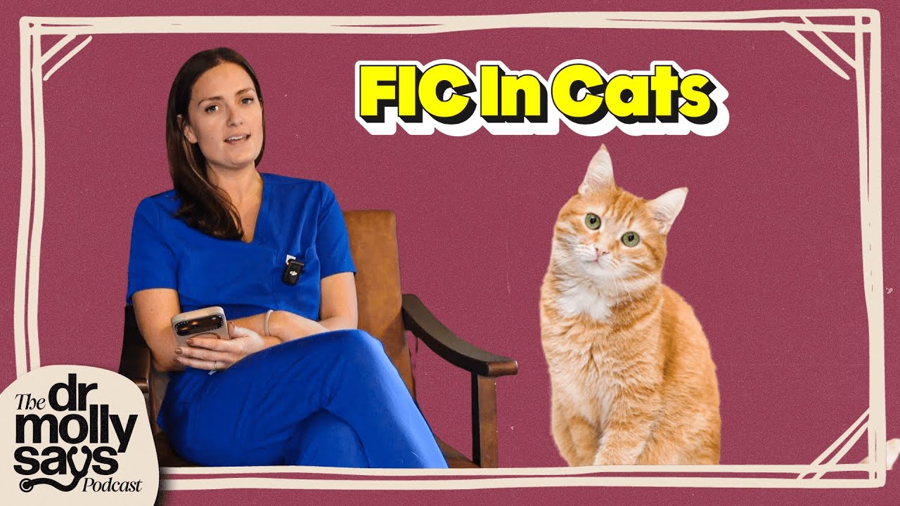 EP35 - What Pet Owners Need To Know About FIC In Cats | The Dr. Molly Says Podcast