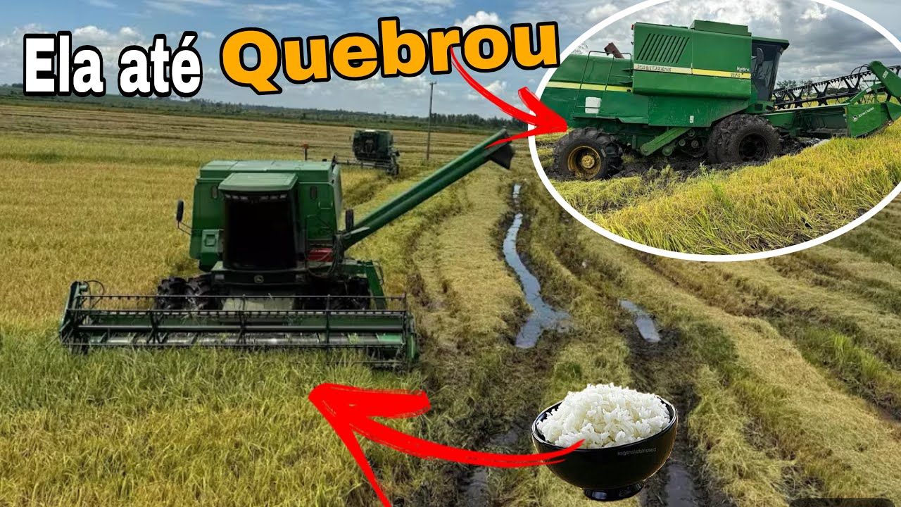 🚜😱🌾 Só quem vive sabe! COLHEITA DE ARROZ com barro demais