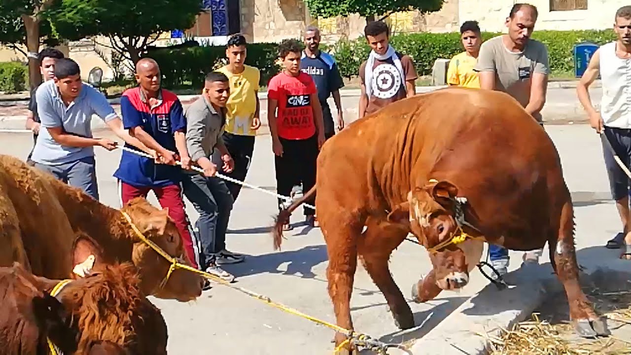 تنزيل عجول مستوردة هائجة الجزء الثالث | جزارة الصفا والمروة 2022