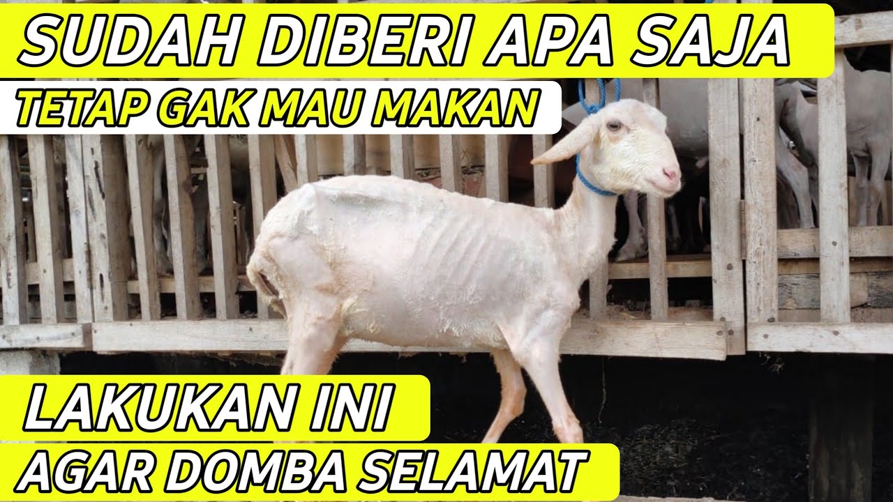 Cara Jitu Mengatasi Domba Kurus agar selamat ala BAROKAH FARM KEDIRI | Cara Ternak Ghaper