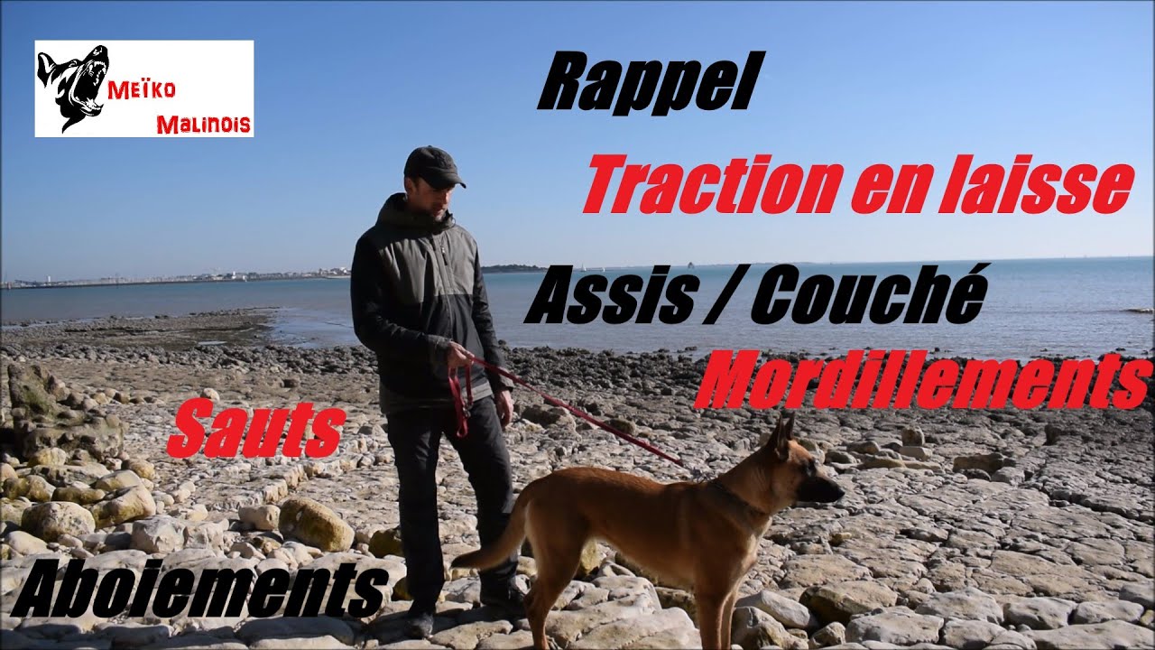 Arrêtez les Bêtises avec votre Chien